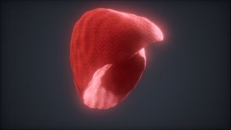 Loop-3D-gerenderte-Medizinisch-Genaue-Animation-Der-Menschlichen-Leber